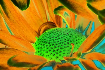 F 068C